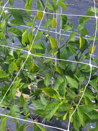 유영선님의 고추 · 영농일지 작성글 사진