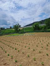 팜모닝 기타작물·영농일지 게시글 이미지