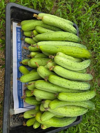 김윤회님의 오이 · 영농일지 작성글 사진