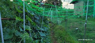 김윤호님의 오이 · 영농일지 작성글 사진