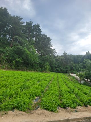 박창균님의 기타작물 · 영농일지 작성글 사진