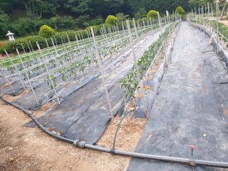 유영선님의 고추 · 영농일지 작성글 사진