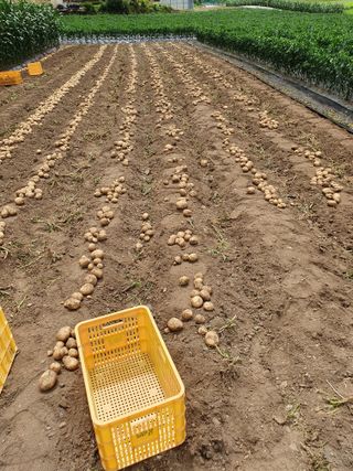 남기탁 님의 감자 · 영농일지 작성글 사진