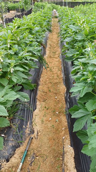 박순덕님의 참깨 · 영농일지 작성글 사진