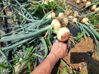 님의 양파 · 영농일지 작성글 사진