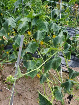 정연섭님의 기타작물 · 영농일지 작성글 사진