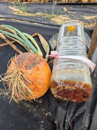 전홍열님의 기타작물 · 영농일지 작성글 사진