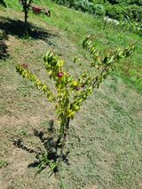 팜모닝 기타작물·영농일지 게시글 이미지