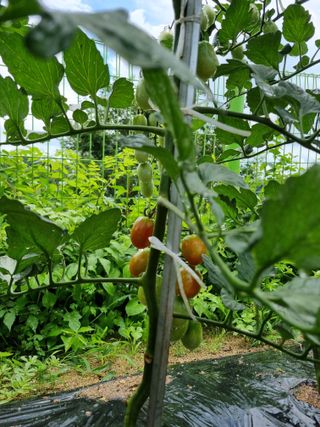 박병철님의 토마토 · 영농일지 작성글 사진