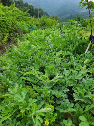 귤8640님의 기타작물 · 영농일지 작성글 사진