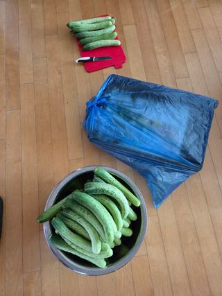 김윤회님의 오이 · 영농일지 작성글 사진