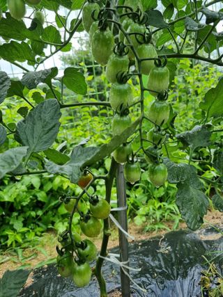 박병철님의 토마토 · 영농일지 작성글 사진