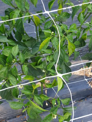 유영선님의 고추 · 영농일지 작성글 사진