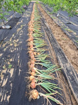 전홍열님의 기타작물 · 영농일지 작성글 사진