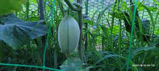 김윤호님의 오이 · 영농일지 작성글 사진