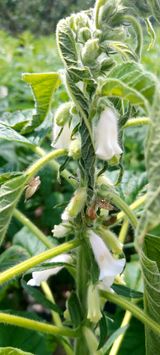 팜모닝 기타작물·영농일지 게시글 이미지