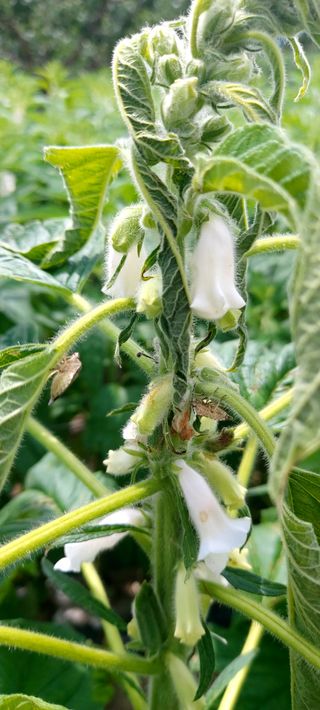 사과9481님의 기타작물 · 영농일지 작성글 사진