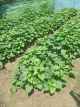 팜모닝 고구마·영농일지 게시글 이미지