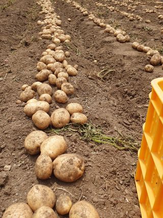 남기탁 님의 감자 · 영농일지 작성글 사진