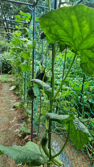 권혁렬님의 오이 · 영농일지 작성글 사진