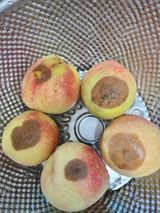 팜모닝 기타작물·영농일지 게시글 이미지