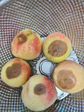 귤8640님의 기타작물 · 영농일지 작성글 사진