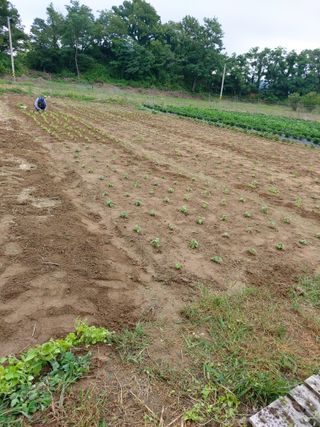 미카엘농장님의 들깨 · 영농일지 작성글 사진