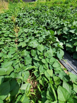 정연섭님의 기타작물 · 영농일지 작성글 사진