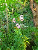 팜모닝 기타작물·영농일지 게시글 이미지