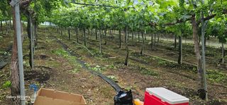 박희철님의 포도 · 영농일지 작성글 사진