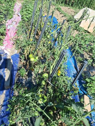 울산연안님의 토마토 · 영농일지 작성글 사진