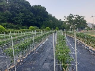 유영선님의 고추 · 영농일지 작성글 사진