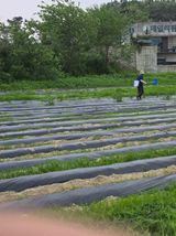 팜모닝 옥수수·영농일지 게시글 이미지