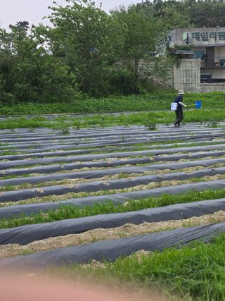 귤17899님의 옥수수 · 영농일지 작성글 사진