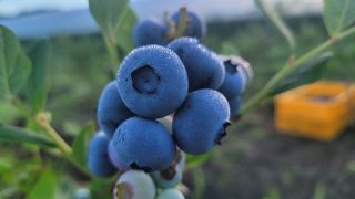 여우내 이순홍님의 블루베리 · 영농일지 작성글 사진