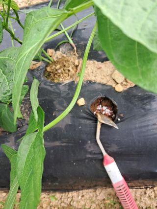 이인성님의 기타작물 · 영농일지 작성글 사진