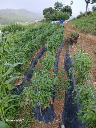 김명자님의 고추 · 영농일지 작성글 사진