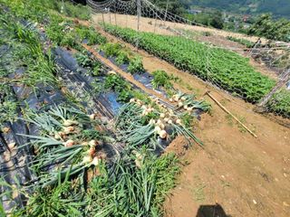 님의 양파 · 영농일지 작성글 사진