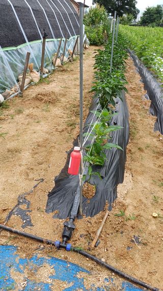 박순덕님의 참깨 · 영농일지 작성글 사진