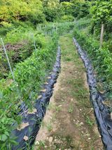 팜모닝 고추·영농일지 게시글 이미지