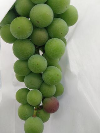 민영님의 포도 · 영농일지 작성글 사진