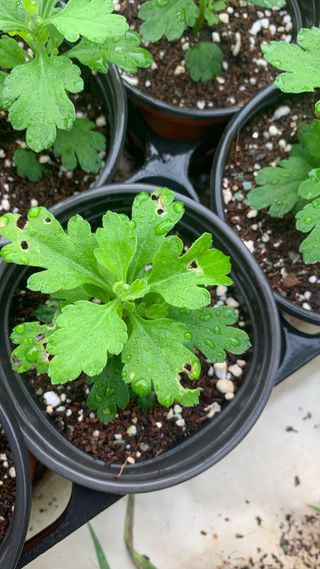 원스피릿팜님의 기타작물 · 영농일지 작성글 사진