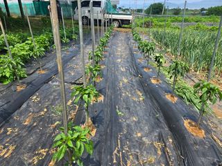 강화화도님의 기타작물 · 영농일지 작성글 사진