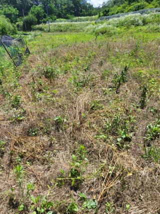 사과18677님의 기타작물 · 영농일지 작성글 사진