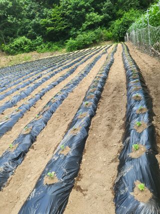 이상욱님의 들깨 · 영농일지 작성글 사진