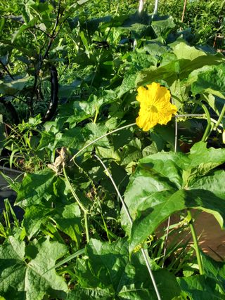 정연섭님의 기타작물 · 영농일지 작성글 사진