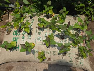 박정원님의 고구마 · 영농일지 작성글 사진