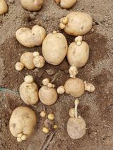 팜모닝 감자·영농일지 게시글 이미지