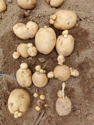 감7195님의 감자 · 영농일지 작성글 사진