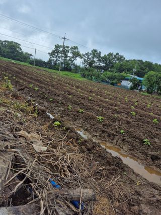 이정민님의 들깨 · 영농일지 작성글 사진